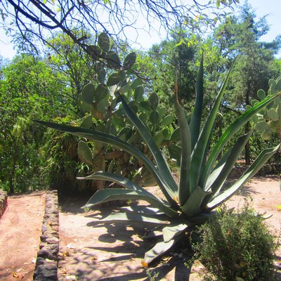 Jardín Botánico Teotihuacán