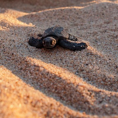 Tortugueros Las Playitas