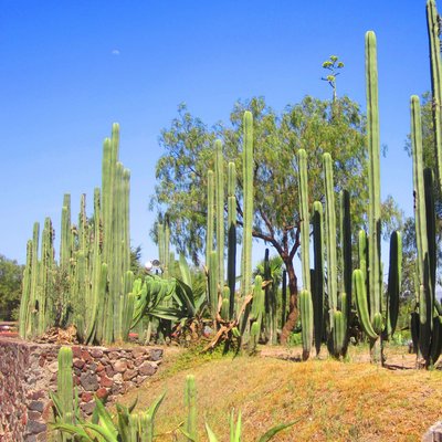 Jardín Botánico Teotihuacán