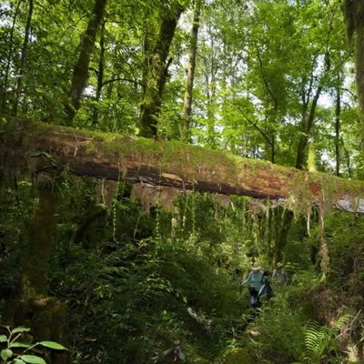 Bosque de la Trinidad