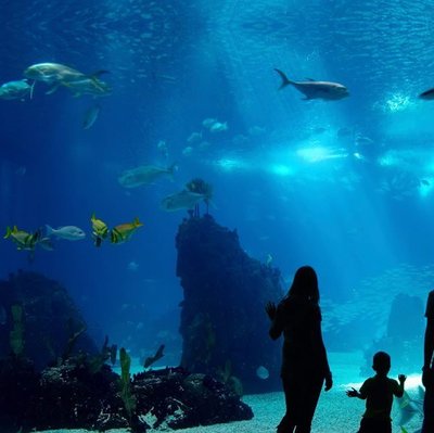 Interactive Aquarium Cancún